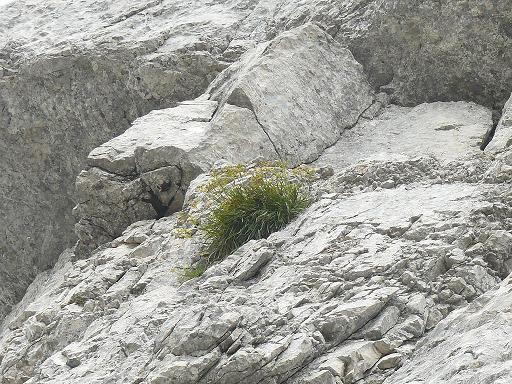 da determinare - Bupleurum sp.